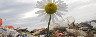 gestione_isola_ecologica