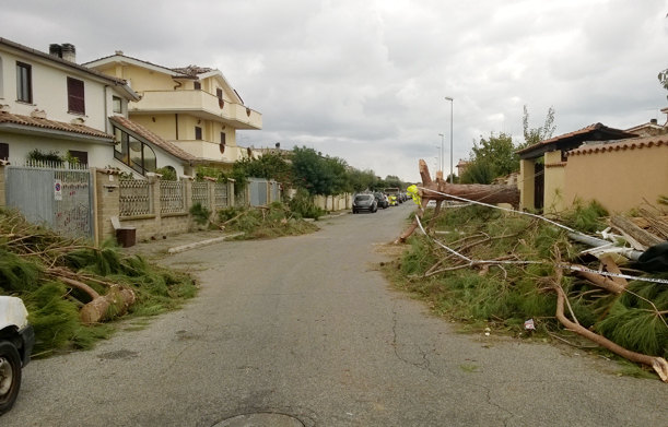 Cerreto alberi in strada